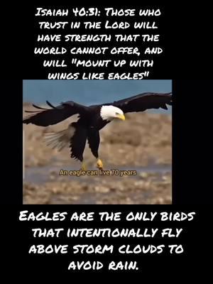 #soar #keepgoing  #eagles #HeyNowHeyNow #fearnot  #sunshinesday07 #50North 