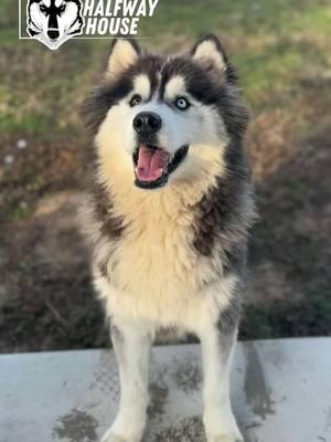 Logan’s story is one of rededication—a rollercoaster journey from happy puppy to the brink of hopelessness and back to the vibrant, happy dog he was meant to be. When Jenni walked into the Oklahoma City shelter that day, her mission was clear: save a husky scheduled for euthanasia. But fate had other plans—Logan’s plans. The first time she saw Logan, he was a bright light even in the face of hardship. His thick coat was matted and uneven, evidence of someone’s failed attempt at grooming. Yet his spirit shone through—bubbly, spunky, and full of hope despite his circumstances. On her second visit, his transformation seemed promising. Clean-shaven and lively, he looked like a pup ready to start a new chapter. But the third time Jenni saw Logan, everything had changed. He lay motionless on the cold concrete floor of his kennel, a shadow of his former self. His once-sparkling eyes were dull, his tail didn’t wag, and he couldn’t even lift his head. The shelter had taken its toll, and Logan’s spark was gone. Jenni’s heart broke. Was he sick? Had he given up on life? There was no hesitation. H3 was his last hope, and we refused to let his story end there. Rededication is more than a belief at H3—it’s a promise to restore life, hope, and happiness to dogs like Logan. Today, Logan is a testament to that promise. The lifeless husky Jenni carried out of the shelter has blossomed into a mischievous, rambunctious teenager. At three years old, Logan has the energy and sass of a one-year-old pup. He’s vibrant, full of energy, and delightfully obnoxious in the way only a young husky can be. Let’s not sugarcoat it—Logan is quite the sasshole. He gets along well with other dogs, but he has a knack for pushing their buttons, testing their patience, and generally being the misunderstood teenage boy of the pack. And while Logan might be the class clown, underneath all that sass is a heart of gold and a deep desire to belong. In a year where we could all use a little extra energy, Logan’s infectious spirit is the perfect reminder of the power of resilience and second chances. Logan is ready for his forever home—a family who will dedicate themselves to nurturing his incredible spirit, teaching him some manners, and embracing his wonderfully obnoxious, lovable self. Are you ready for Logan to join your pack? #halfwayhuskyhighlight #supportshelterdogs #huskyrescue #huskyhalfwayhouse #tiltheyallhavehomes #huskylove #husky #adoptme Logan is currently located at Husky Halfway House in Oklahoma. All H3 dogs, including Logan, are available for adoption throughout the USA, except for Hawaii and Alaska. We offer transportation services directly to your door upon approval of your application. To apply, please visit our website