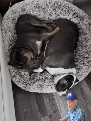 My lazy babies #Meme #MemeCut #memenatal #americanbullylover #nobetabullies #ABKC #americanbullyofficial #california #dogoftheday #doglover #dogs #doggie #instadogs #socal #GrandChampionBrewHaus #doglove #ChampionBanx #GrinchieGang #Grinchie #Frenchie #FrenchBulldog #viral #viralvideo #viraltiktok #viral_video #dogfyp #fyp #dogsoftiktok #parati 