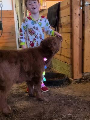 Spoiled 💕 #shaggycowfarms #tennessee #scottishhighlands #fluffycow #minicows #miniaturecows #minihighlands #fyp #farm #cows 