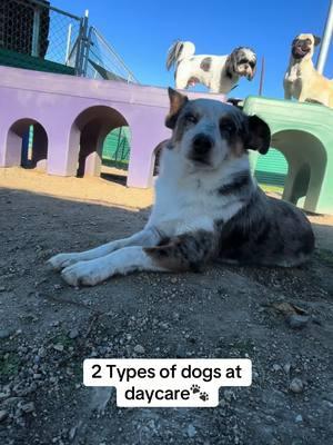 2 Different types of dogs at daycare 🐾 #PetsOfTikTok #dogsoftiktok #foryoupage #fyp #fypシ゚viral #photos #dogs #foryou #funny #dogdaycare #petresort #fy #viral #doggiedaycare #dogboarding #viralvideo 