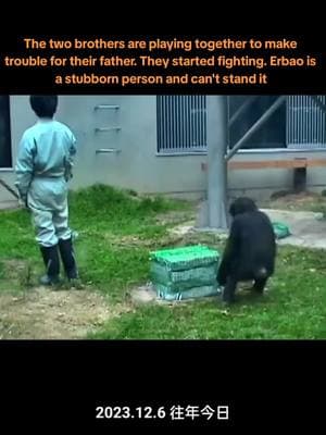 The two brothers are playing together to make trouble for their father. They started fighting. Erbao is a stubborn person and can't stand it #motherlylove #monkeydluffy #funnygorilla #gorilla #gorillafamily #funnyanimals #gorillatag #usa_tiktok 