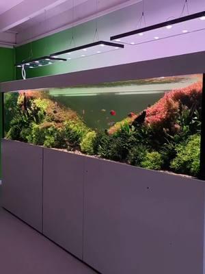 Insane Planted Tank!😍🌱 #fyp #fishtank #aquarium #fishroom #zen #beauty #fishkeeper #aquascape #aquascaping #fishponds #unreal #viral #trending #Facts #dream #aquariumfish #fishpond #dreamfish #hardwork #dreamy