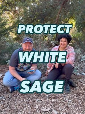 Burning stolen white sage is BAD VIBES and just plain CRINGE. 😬 So here’s how we can actually create good vibes AND protect this sacred plant! 🤍 Thank you @Samantha M. Johnson 🍉 for showing us the way, and being overall amazing.  #whitesage #sagesmudge #smudgestick #culturalappropriation #badvibes #goodvibesonly