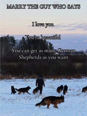 Solid advice. 🤍🐾  #GermanShepherdBreeder #DogLovers #DreamTeam #ShowlineGermanShepherd #DogBreedingJourney #HughstonGermanShepherds #PassionForPups #LifeWithDogs #BreederLife #LoyalCompanions #DogGoals #GSDLife #WGSL #DogBreedingDoneRight #ResponsibleBreeder #ShepherdLove #DogFamily #GSDCommunity 