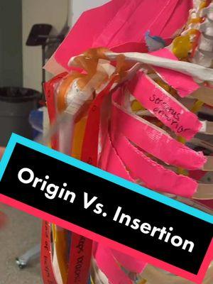 Do you know the difference between the Origin vs. Insertion of a muscle? #anatomy #muscles #muscle #origin #insertion #anatomylab #STEM #professorkleinanatomy #anatomyclass #STEMTok #physicaltherapy 