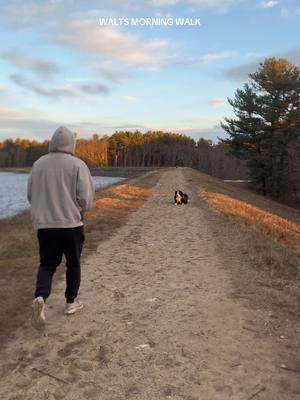 Doggy daycare is back in action #bernesepuppy #doggydaycare #bernesemountaindoglovers #dogvoiceover #bernesemountaindogoftheday 