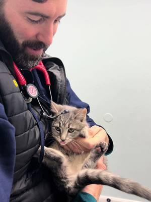 We all need kitten time! #drtom #veterinarian #fyp #veterinariansoftiktok #VetLife #vetmed #kittens #kitten #kittensoftiktok #kittenoftheday 