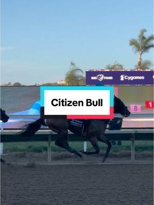 Citizen Bull’s (sired by Into Mischief) take on this trend #breedersfarm #breedersfarm2024 #horseracing #horsebreeder 