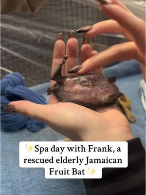 It’s Old Man Hour in the “Geribatric” ward. 👨‍🦳 Say hello to one of our rescued elderly Jamaican fruit bats. Just like us people, some bats are prone to hair loss due to age. This can also cause dry skin and minor irritations, so we gently rub jojoba oil on our geribatric gentlemen everyday to keep them comfortable and looking as handsome as ever. 😉 As you can probably tell, they really seem to enjoy their massage given by one of the caretakers… I mean, look at that leg go! And of course, they are given a melon treat to further satisfy them afterward! 🥰🦇 #fyp #trending #bat #spa #cute #animals 