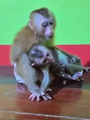 The naughty monkey #monkey #monkeys #poormonkey #babymonkey #animals #monkeysoftiktok #pet #forest #usa #cutemonkey #monkeylover #monkeyvideo #wildanimals #cute #rescue #🐒 