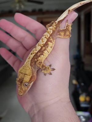 This pretty girl is Narwhal. She's my sons gecko and yes he named her 😂♥️🥰 #crestedgecko #crestedgeckos #crestedgeckosoftiktok #crestedgeckobreeder #gecko #geckos #geckosoftiktok #geckobreeder #reptile #reptiles #reptilesoftiktok #reptilebreeder #lizard #lizards #lizardsoftiktok #lizardbreeder #reptilekeeper #pet #pets #PetsOfTikTok #fyp #foryou #foryoupage #morph #narwhal 