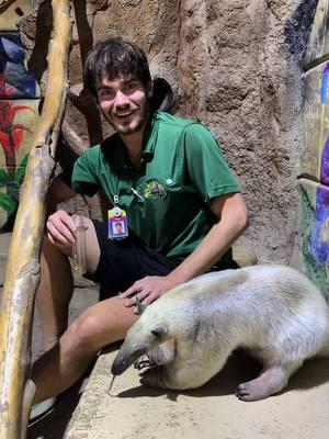 Antwon is wills right hand man! 🐜 Come meet the ultimate snack enthusiast!  #tamandua #southerntamandua #antlover #anteater #zoo #ant #zookeeper #wildlife #fyp #viral #viralvideo 