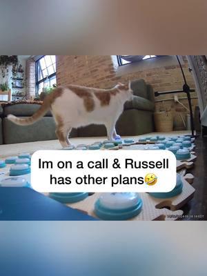 The manipulation against me is so real 🤣 . #throwbackreel #catmanjohn #russellthecat #talkingcat #hunger4words #aiclearner #smartcat #fluentpet #gingercat 