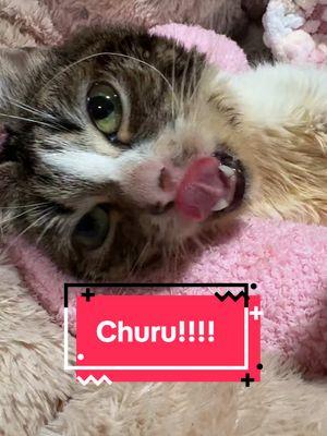 Medicine and churu time. Ysera take keppra anti seizure meds #ysera #yseratok #kitten #cute #specialcat #catsoftiktok #kitty #goodmorningysera #catsofinstagram #catsoffacebook #ndd #neurodegenerativedisease #yserasarmy 