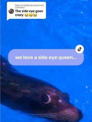 Replying to @Gabbylovesanime  There’s a reason those big bug eyes took the internet by storm! 😍😍😍 #arie #arietok #sealion #sideeye #seal #aquarium #aquariumofniagara #viral #maps #niagarafalls 