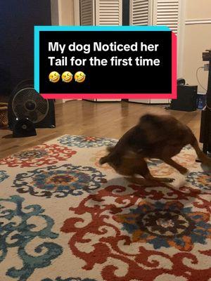 #foryoupage #foryou #funny #funnyvideo #laugh #dogsofttiktok #pets #pet #fyp #fypシ #foryou #foryoupage #dogs #viral #dog#PetsOfTikTok #ticktockdogs🐶❤️ #doglover #petslover #ticktokdogslife #cutedogsoftiktok #cutedog #dogloverforever #pitbull #chick #chicken #dance #lession #dog #puppy #Love #quotes 