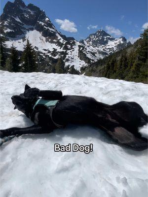 Replying to @Lina Shadowgirl you can’t tell me he’s not a good boy, specially in the last clip of this video!!!! His herding instincts sometimes kick in but he almost always listens to me. lol. He was chasing my horses that day because the horse honestly where being naughty and frisky and this was his way to tell them to go nap in their corner. I take him riding all the time and he is fine and never really chases the horses but that day the horses where frisky af! Bad Archie! 😅but I still love ya buddy! #gooddog #dogs #gsd #herdingdog #horsedog #wolfdog #dogsoftiktok #rescuedog #germanshepherd 