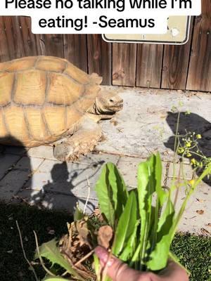 New year, same Seamus 😂#africansulcata #bulldozer #aggressivetortoise #destructive #dinosaur #grumpy #nope #nomnom 