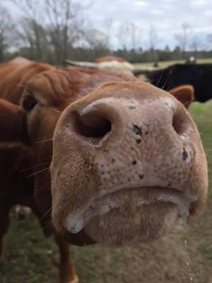 😍🤗❤️#cowsoftiktok #cowtok #cowlovers #bestcowsever #fyp #foryoupage #foryou #texas #texastok #texasfarm #homefortheholidays #texascheck #beautiful #lovethem 