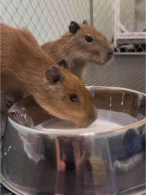 Milk for babies #Capybara #CapybaraBaby #Capybara’sOfTikTok ##capybaratiktok##cute##carpincho