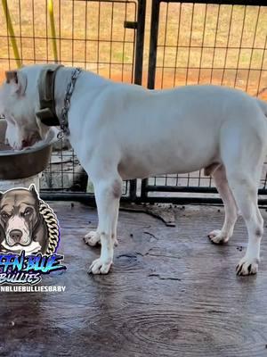 QUALITY SPEAKS FOR ITSELF! BNBs Blanco definitely developing into a big beautiful specimen/stud!  147 pounds of #PRESSURE  CLICK THAT LINK IN MY BIO SO WE CAN GET YOU RIGHT.  We produce big beautiful, functional, well tempered bulls that can excel in any environment. TRIED AND TRUED.  #explorepage #bullybreed #foryou #buffnbluebulliesbaby #americanbully #explore #xxlbully #animallovers #fyp #viralvideos #viral #Lifestyle #healthylifestyle #healthy #healthydog 