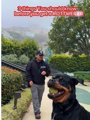 Thinking about getting a Rottweiler? 🐶 They’re loyal and powerful, but here are 3 reasons you might want to think twice: 1️⃣ Not great for first-time dog owners—they need firm, consistent training. 2️⃣ High-energy working dogs that need daily stimulation to stay happy. 3️⃣ Without proper socialization, they can develop behavioral challenges. Rottweilers are incredible, but only for the right owner! 🐾 Follow for more dog training tips and breed advice! 👏🏾 #DogTrainingTips #RottweilerLife #DogBehavior #WorkingDogs #DogBreedTips #DogTrainer #DogAdvice #PetTraining #RottweilerOwner #DogTraining101 #ReactiveDogs #DogLovers 