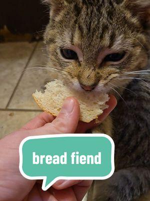 I, too, become feral for bread so I can't super blame the dude. #soup #soupthecat #cattok #catsoftiktok #cattok #rescue #barncat #farmcat #adoptdontshop #kitten #kittentok #bread #italian #crostini #feral #funnycat #millenial #genx 