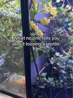 The hole we feel is a direct reflection of the love we gave 💔  #petloss #petlossgrief #reptilekeeper #reptilemom #reptilesoftiktok #reptilelover #petlosshurts #pantherchameleon #reptiles #chameleons #chameleonsoftiktok #chameleon #veiledchameleon 