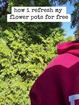 why buy it when nature has it for #free #yard #flowering 