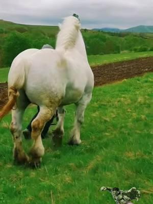 El hulk de los caballos, #viraltiktok #caballos #mexico #entretenimiento #ayudar #VicenteFernandez #horror 