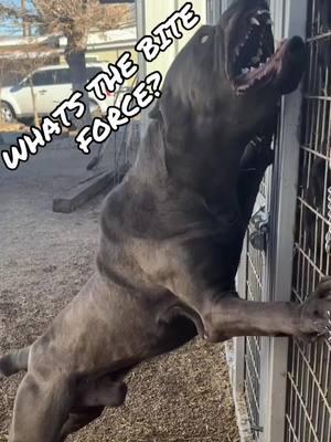 When you need intimidation!……Puppies ready! Reserve your puppy today! 215-539-6400  #ult#ultimatepuppiess#musclen#kangaln#canecorson#monsterp#puppiesforsaleu#caucasianovcharkat#zztope#presacanariol#followersp#puppiesoftiktokp#puppiesofinstagramo#protectiona#alabain#centralasianshepherdr#corsoitalianop#fype#greenscreenb#apbtofinstagramg#bigdogoftiktokg#dogoargentinon#canecorspuppyl#bullyp#puppyc#nycw#newyorkr#foryous#losangelesu#houstona#miamis#bostoni#chicagoi#philadelphiab#apbte#boerboele#everyoner#foryoupaget#pitbulle#presacanarioa#alabair#foryoupageoficallt#veteranllowers