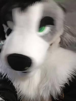 got 3 other sets of eyelids done! he will be coming with 4 sets!!! he's up for 3k rn <3  #fursuitforsale #fursuitforsale #fursuitforsale #furrytiktok #lafayette #zerothehellhound #fursuitforsaleopen #fursuitmaker 