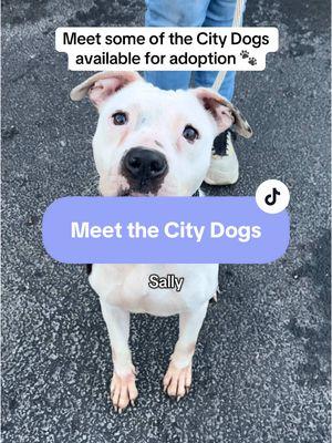 Want to meet one of the dogs in the video? Visit the 🔗 in our profile to make an appointment with an adoption counselor!  🐾 #adopt #adoptashelterdog #adoptadog #dogadoption #ohio #citydogscle 