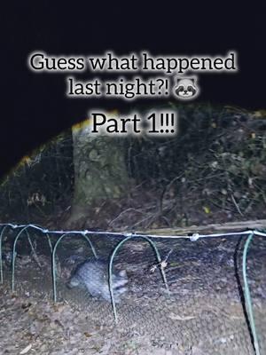 Part 1: Guess what I found in my Chicken Run last night!! My first real run in with a chicken predator! It was intense! #chickens #fyp #backyardchickens #chickencoop #chickenrun #chickentunnel #predator #chicken #nature #funny #notfunny #racoon 