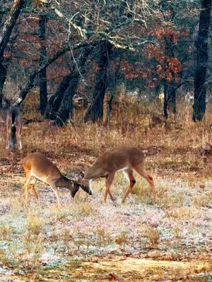 Gonna grow up to run this place someday! That’s my baby!!! ❤️🪶 He will always be safe. No fear lil dude! I could intervene, that bigger one is legal 😂🥷😜#buck #buckling #buttonbuck #deerfight #babydeer #deerhunting #strength #huntress #raisethemright #deerseason #deerhuntin #texas #texascheck #buckfever #lastday #love4hunting #allworthit