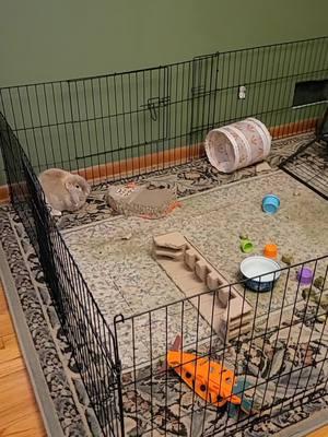 The Birds and The Buns current set up! #pigeon #pigeonlovers #petpigeon #petbird #getapigeontheysaid #pancakethepigeon #adoptdontshop #pigeonlover #rockdove #Didithepigeon #palomacy #pigeondiplomacy #bunny #bunmom #petrabbit #petbunny 