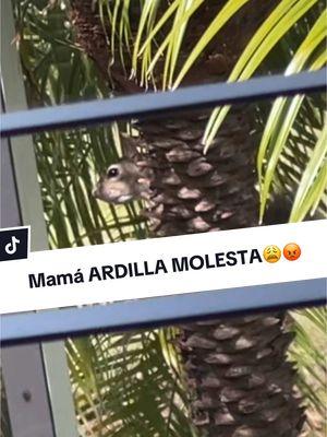 OMG! La mamá ardilla se molestó mucho conmigo!😩😭😭😭🐿️🐿️🐿️🐿️🐿️🐿️🐿️ #mamaardilla #ardillas #ardillaspordoquier #alimentandoardillas #amantedelosanimales #ardillasmolestas #ines25___ 