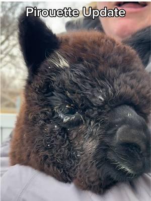 🎀Update on Little Miss Pirouette! Her eye is improving, and we couldn't be happier! A huge thank you to everyone for your support and concern.  #eagleeyefarm #riverfallswi #alpacas #alpacafarm #pirouette #Update #thankyou #farmgirlfab #wisconsinagriculture 