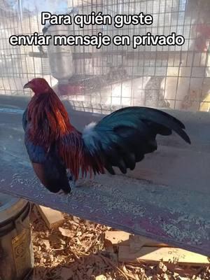 Pura chulada de pluma😎😎😎#gallitosminiatura #paratiiiiiiiiiiiiiiiiiiiiiiiiiiiiiii #Viral #criaderolosgarbancitos 