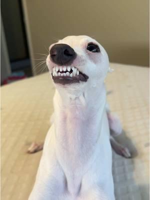 Yeti wanted to show off his big boy teeth 😭🤣💀 #italiangreyhound 