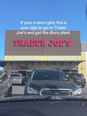 Where my disco girlies at!? Always good vibes when there is a disco around #discogirly #viral#traderjoesfinds#traderjoesplants#traderjoeshaul 