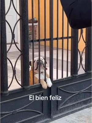 Awwwwww 😍 Morí de amor // 🎥: IG erick_zavalaa (Sigue al compa Erick en sus redes sociales) #firulais #serenata #mariachi #doglover #bulldog #socute #amor #Love #perro #perrito #cumpleañera #mexico #latino #latina #latinosenusa #regramsomos