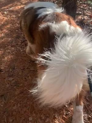 #brodiethesaint #dog #saintbernard #pets 