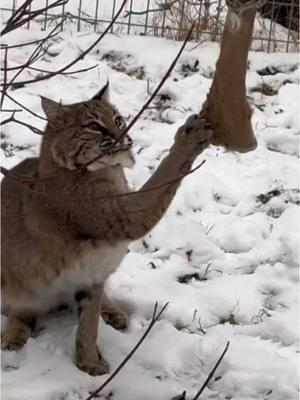 Once living as a “pet” 😿, bobcat Essey now LOVES tapping into her wild side here at sanctuary! 🐾🍗🙀 #bobcat #bobcats #wildcat #wildcats #catsanctuary #catrescue #sanctuarylife #rescuedwildlife #wildliferescue #notapet #wildcatsanctuary #bigcat #bigcats #catenrichment #catbehavior 