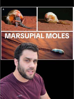 The Evolution of Marsupial Moles #sciencetok #australia #evolution #science #animals #LearnOnTikTok #edutok #stem #Sustainability #planetearth #biology  