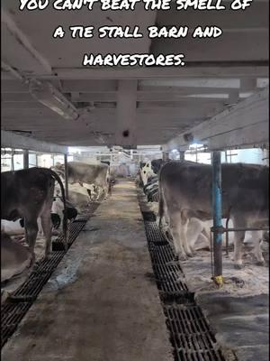 Tomorrow's story with harvestores and cows. #farmtok #dairyfarm #harvestore #farmlife 