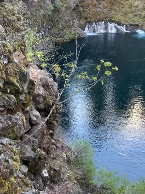 Tamolitch Falls (Blue Pool), Oregon 📍  Be careful if you do visit, water is freezing and people underestimate it. Always check the water below before you decide to jump in! 🤍 #oregon #bluepool #tamolitchfalls #waterfalls #water #pnw #pnwlife #bluepooloregon #bendoregon #bluepools #bluepooltrail 