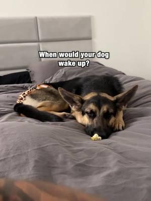 The way ate it all immediately 💀 #germanshepherd #dogtok #furbaby #germanshepherdsoftiktok #dog dog #puppy #germanshepherdsofinstagram