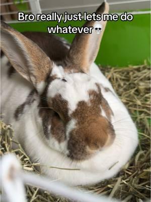 He was saving the hay stuck to his neck fupa for later #bobbytherabbit #neckfupa #haybarrel #stinky 